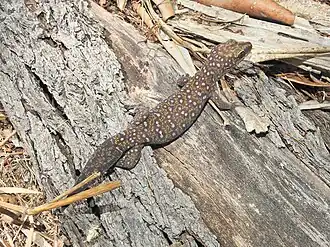 Description de l'image Oedura tryoni 327775086.jpg.