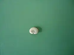 Face interne (espèce européenne)