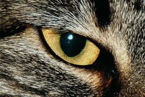 Pupille dilatée par manque de lumière.