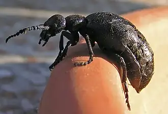 Description de cette image, également commentée ci-après