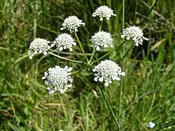 Fleurs d'Œnanthe à feuilles de peucédan.