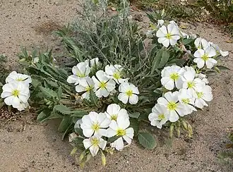 Description de l'image Oenothera deltoides ssp deltoides 3.jpg.