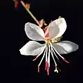 Gaura de Lindheimer
