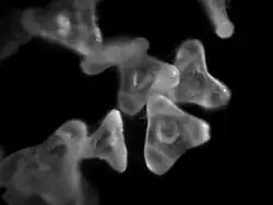 Grains de pollen (grossis 200 fois).