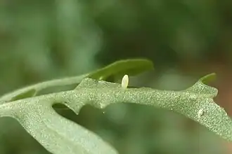 Œuf sur Diplotaxis quelques secondes après la ponte.