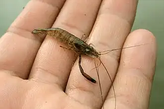 Description de l'image Ohio River Shrimp (Macrobrachium ohione).jpg.