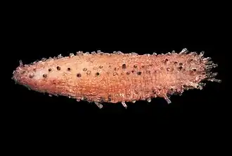 Ohshimella ehrenbergii.