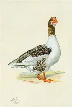 une oie blanche à taches grises, bec et pattes orange