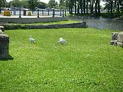 On rencontre parfois ces oies à Montréal, ici près de la marina de Lachine.