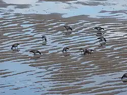 Groupe de bernaches cravants