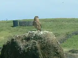Oiseau perché au sommet d'un Moaï (gros plan).