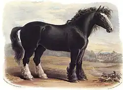 Gravure en couleur d'un grand cheval noir
