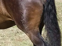 Détail de la cuisse gauche d'un cheval bai foncé où l'on distingue parfaitement le "O" couronné ainsi que le chiffre 32.