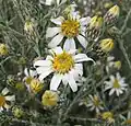 Olearia pimeleoides(Sottotribù Hinterhuberinae)