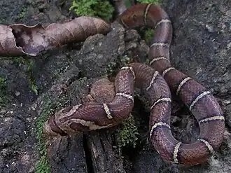 Description de l'image Oligodon albocinctus.jpg.