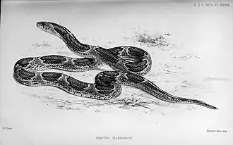 Description de l'image Oligodon splendidus.jpg.