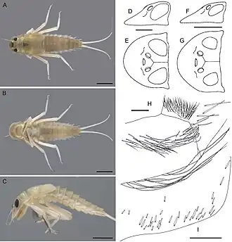 Description de l'image Oligoneuriella tuberculata (10.3897-zookeys.872.36098) Figure 1.jpg.