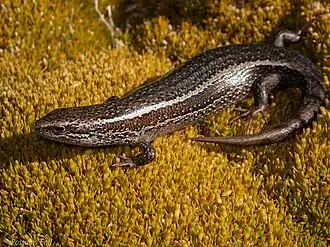 Description de l'image Oligosoma burganae 61247428.jpg.