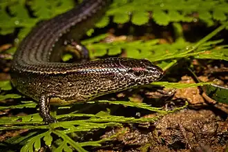 Description de l'image Oligosoma levidensum 284381701.jpg.