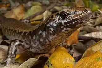 Description de l'image Oligosoma oliveri 455588101.jpg.