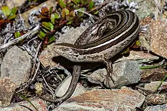 Description de l'image Oligosoma repens 353233050.jpg.