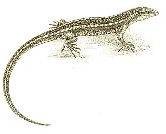 Description de l'image Oligosoma striatum.jpg.