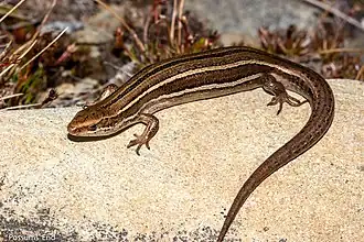 Description de l'image Oligosoma toka.jpg.