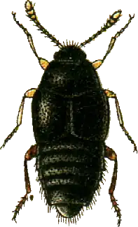 Description de l'image Oligota flavicornis Jacobson.png.