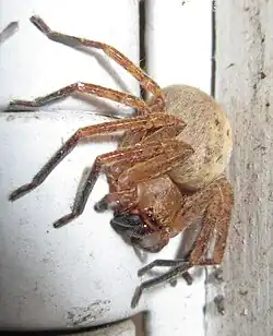 Olios argelasius ♀