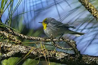 Description de l'image Olive-capped Warbler, Cuba 1.jpg.