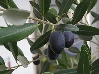 Image illustrative de l’article Petit ribier