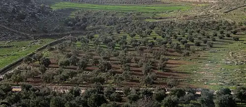 Oliveraie à as-Samu (à 12&nbsp;km d'Hébron), 2013