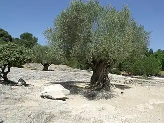 Image illustrative de l’article Olive de Nîmes