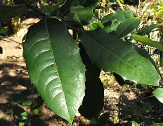 Description de l'image Olmediellabetschlerana.JPG.