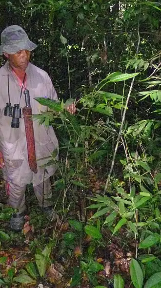 Description de l'image Olyra latifolia L. (13962050556).jpg.