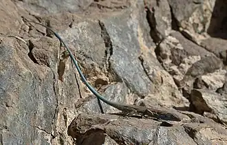 Description de l'image Omanosaura cyanura.jpg.