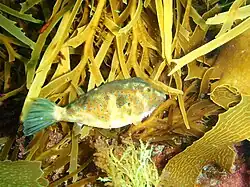 Omegophora cyanopunctata