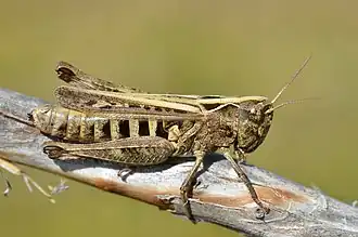 sauterelle de Lure