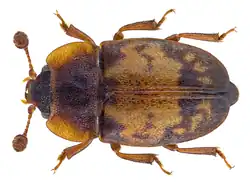 Omosita discoidea.