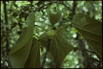 Omphalea occidentalis