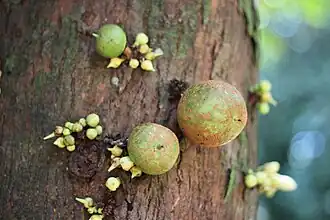 Description de cette image, également commentée ci-après