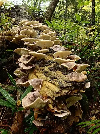 Description de l'image Omphalotus guepiniformis Berk Neda 02.jpg.
