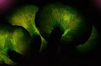 L’Octoshroom dans le film Avatar évoque les lamelles bioluminescentes d'un Foxfire, le Pleurote de l'olivier.
