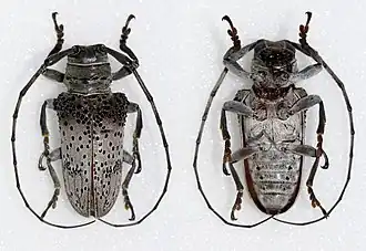 Oncideres cephalotes - vue dorsale et ventrale.