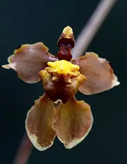 Cyrtochilum flexuosum