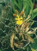 Oncidium longipes