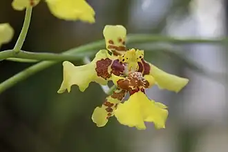 Description de l'image Oncidium polyadenium GotBot 2015 002.JPG.