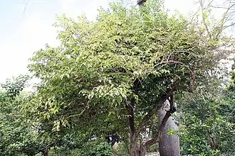 Description de cette image, également commentée ci-après