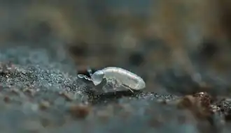 Description de cette image, également commentée ci-après