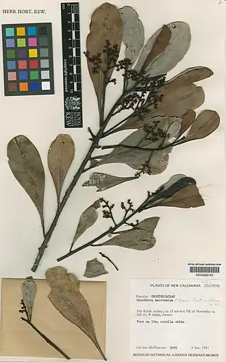 Description de l'image Oncotheca humboldtiana Kew K000669140.jpg.